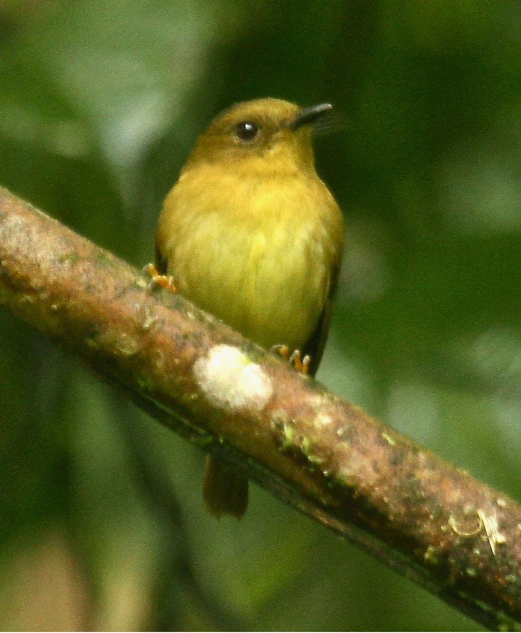 Bronze-Olive Pygmy Tyrant