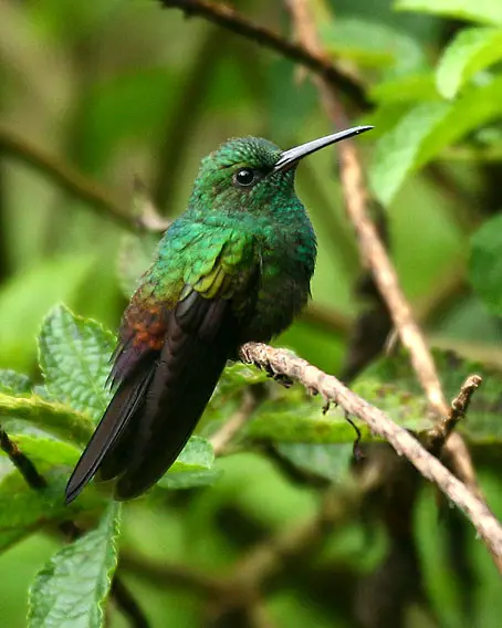 Bronze-Tailed Plumeleteer