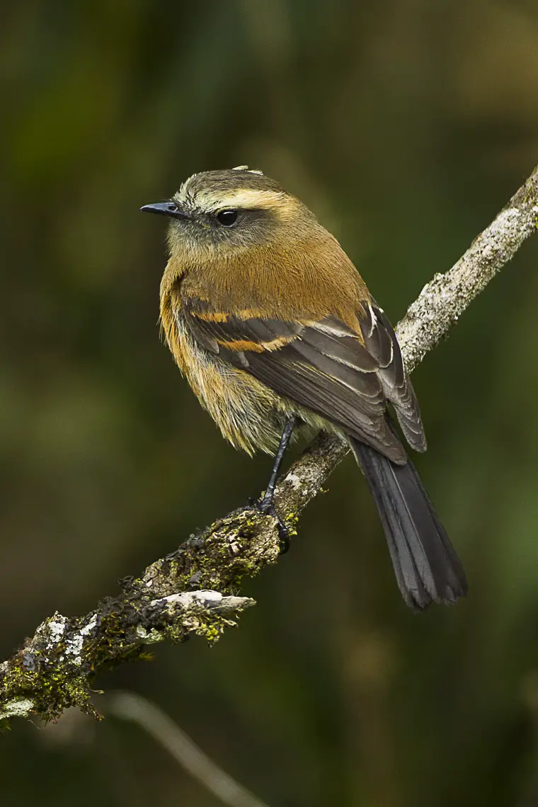 Brown-Backed Chat-Tyrant