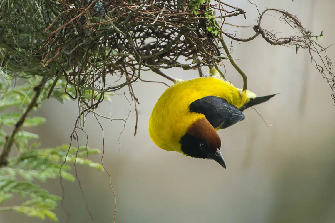 Brown-Capped Weaver