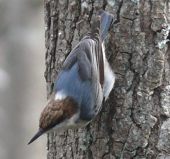 Brown-Headed Nuthatch