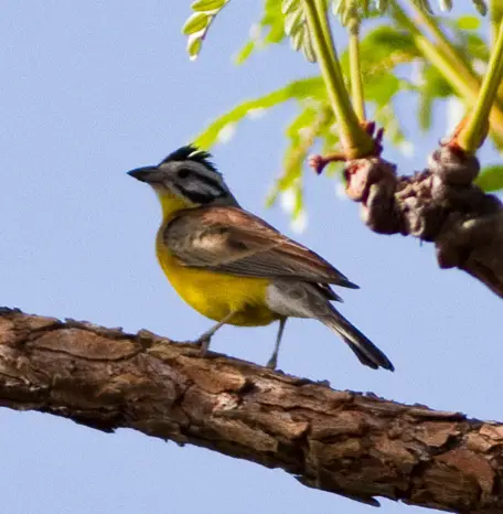 Brown-Rumped Bunting