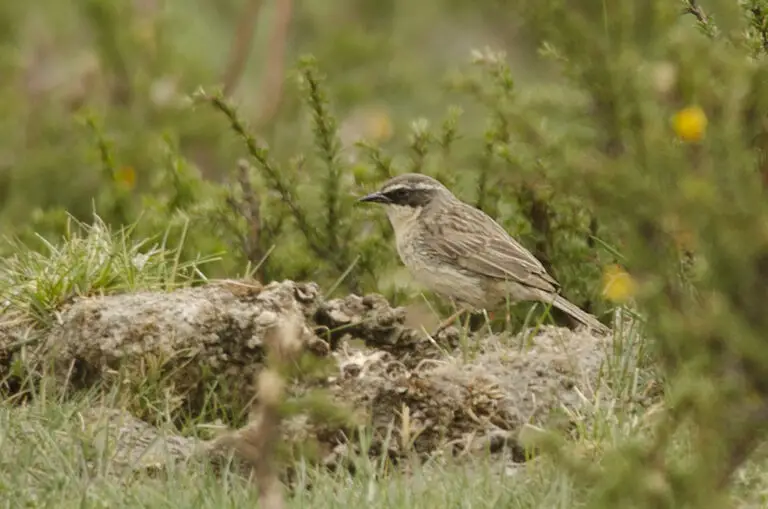 Brown Accentor