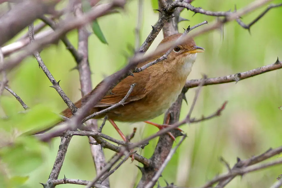 Brown Bush Warbler