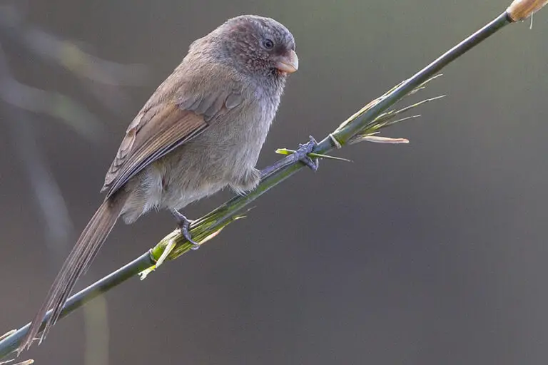 Brown Parrotbill