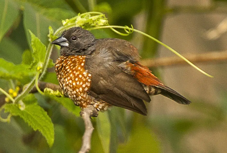 Brown Twinspot