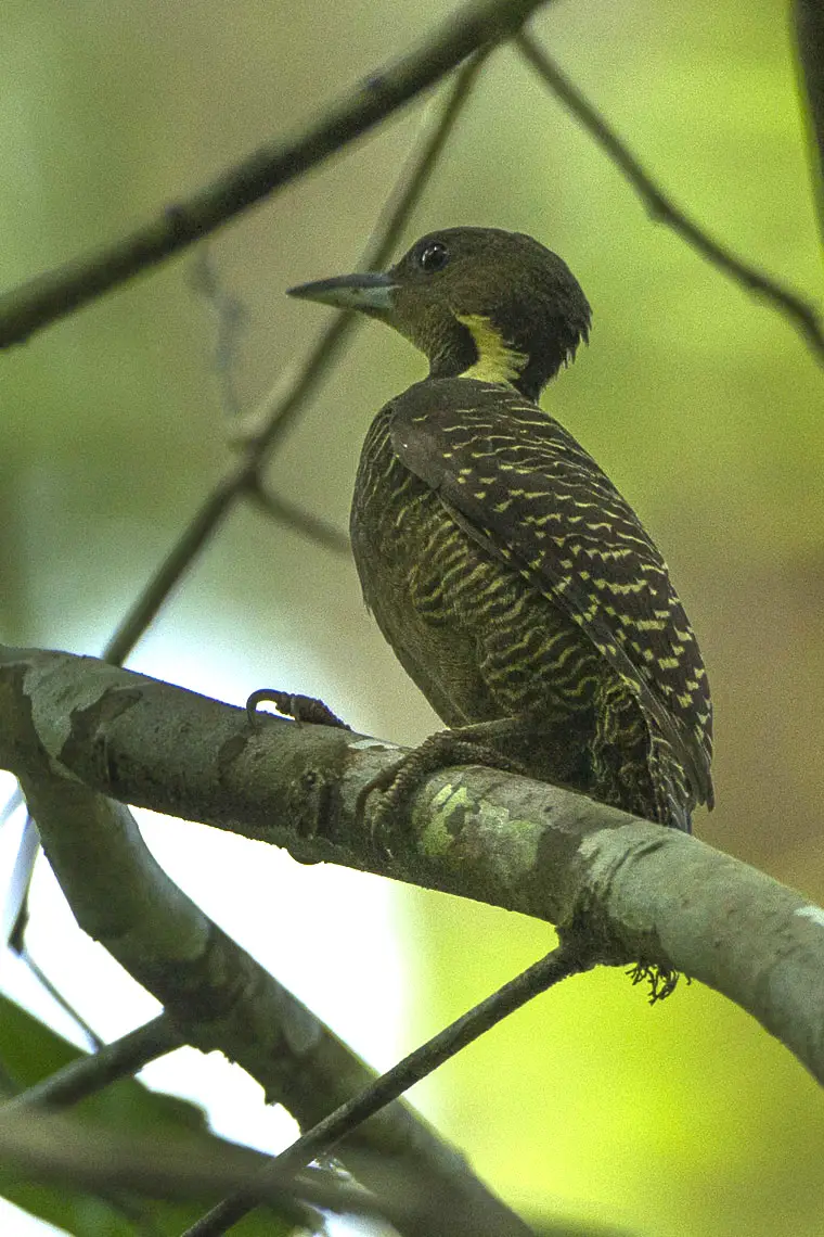 Buff-Necked Woodpecker