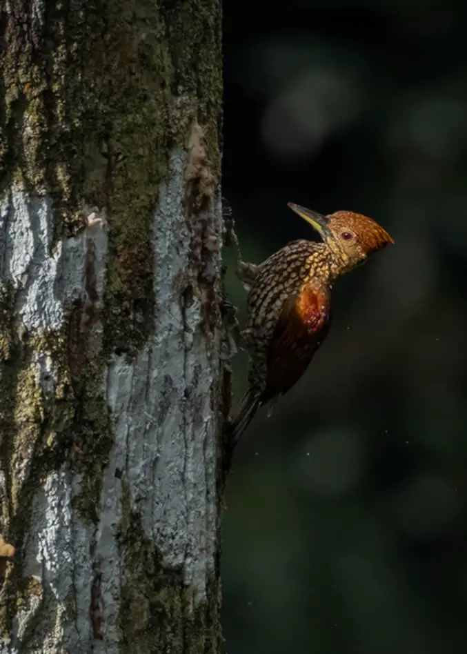 Buff-Spotted Flameback