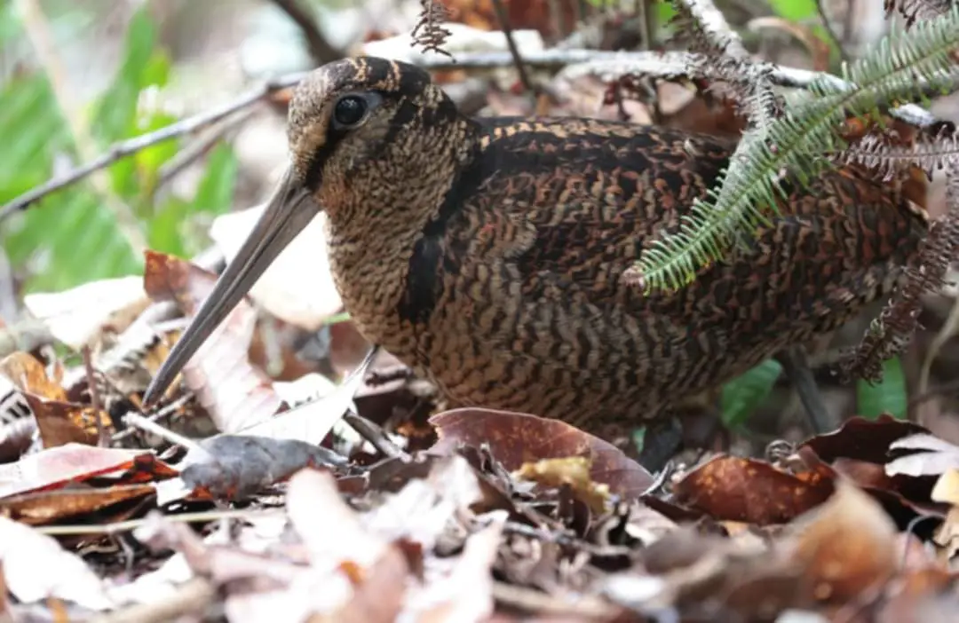 Bukidnon Woodcock