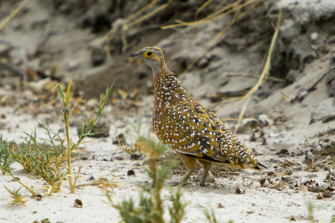 Burchell'S Sandgrouse