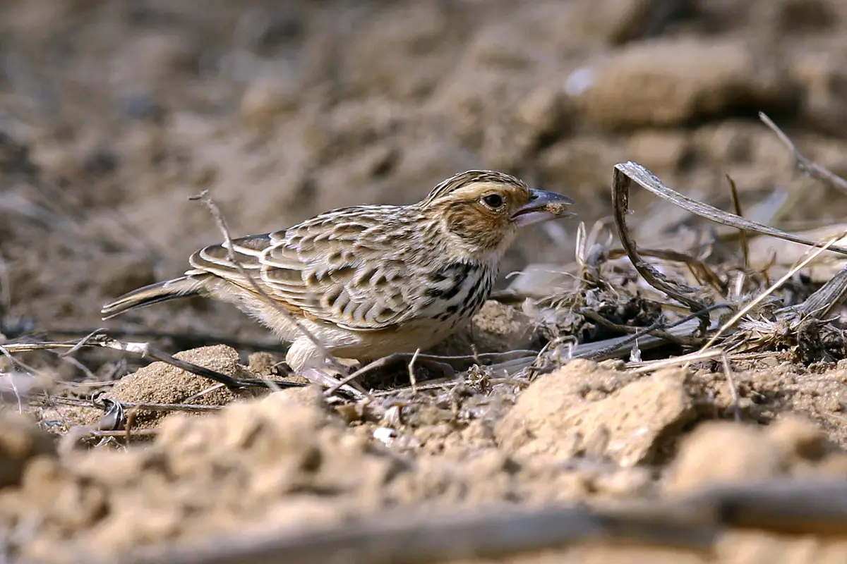 Burmese Bush Lark