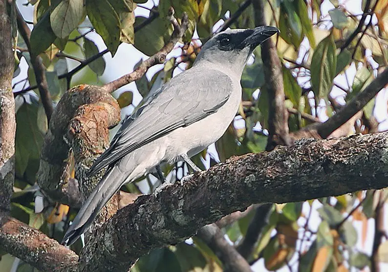 Buru Cuckooshrike