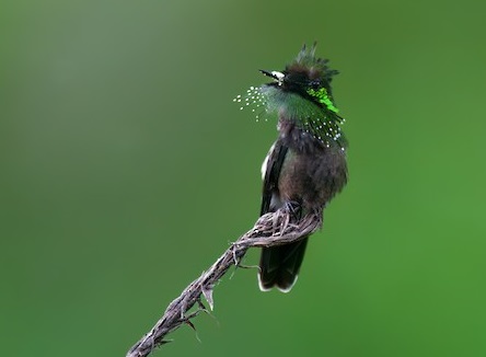 Butterfly Coquette (Lophornis Verreauxii)