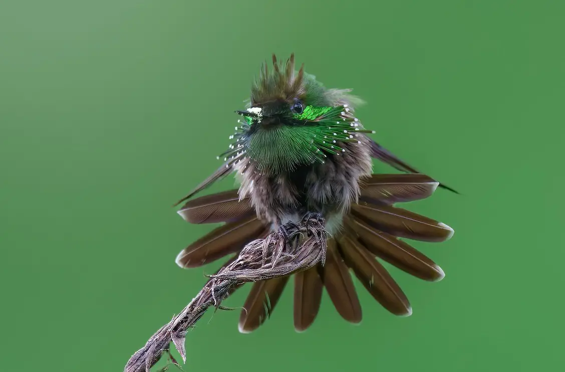 Butterfly Coquette (Lophornis Verreauxii)