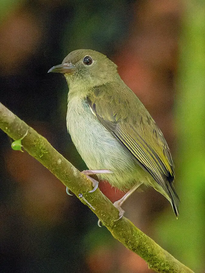 Buzzing Flowerpecker