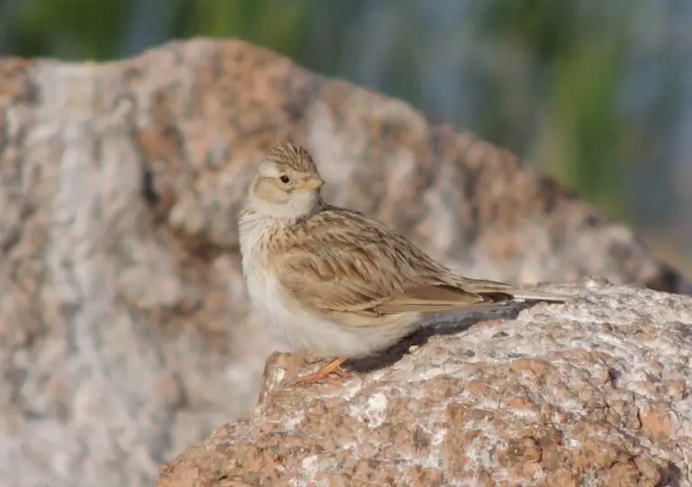 Asian Short-Toed Lark