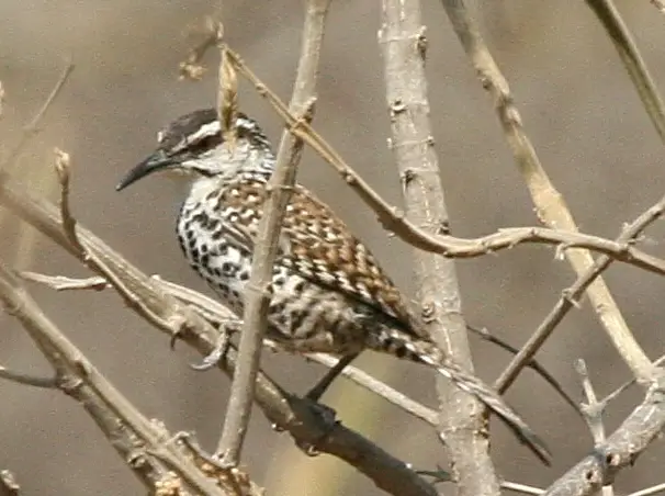 Boucard'S Wren