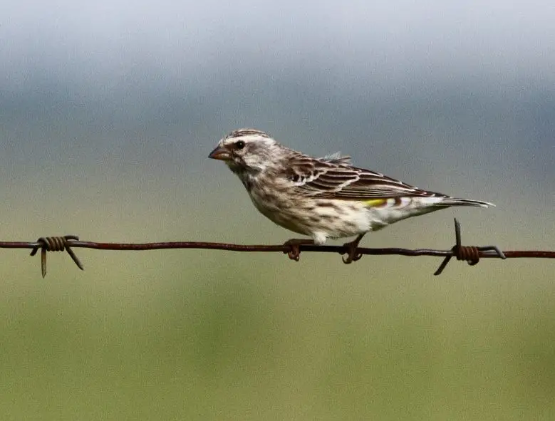 Black-Throated Canary