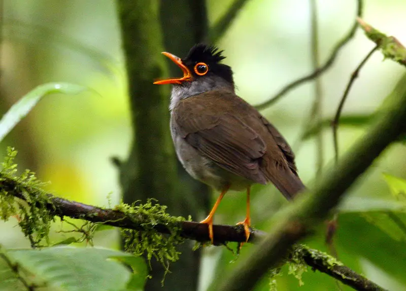 Black-Headed Nightingale-Thrush