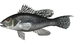 Black Sea Bass