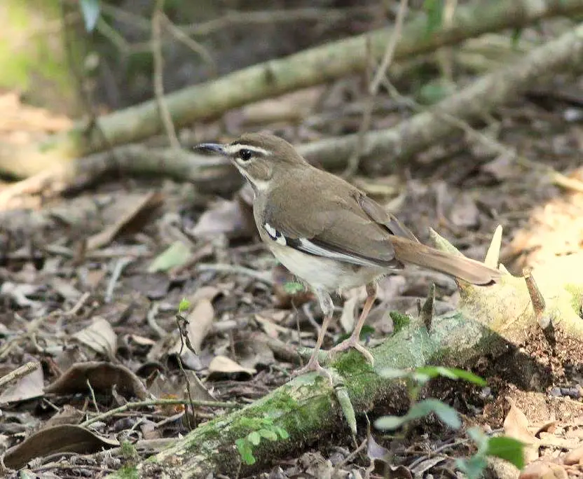 Brown Scrub Robin