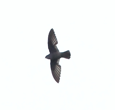 Band-Rumped Swift