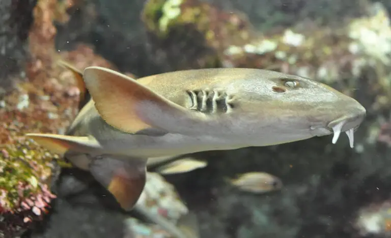 Bamboo Shark