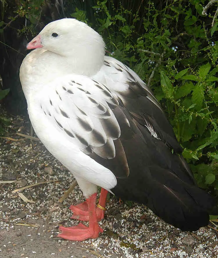 Andean Goose