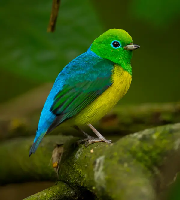 Blue-Naped Chlorophonia