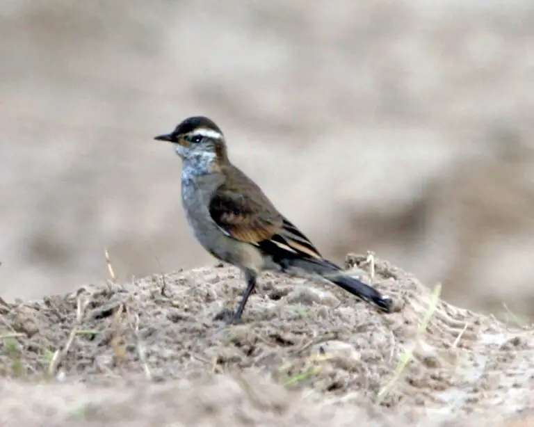 Buff-Winged Cinclodes