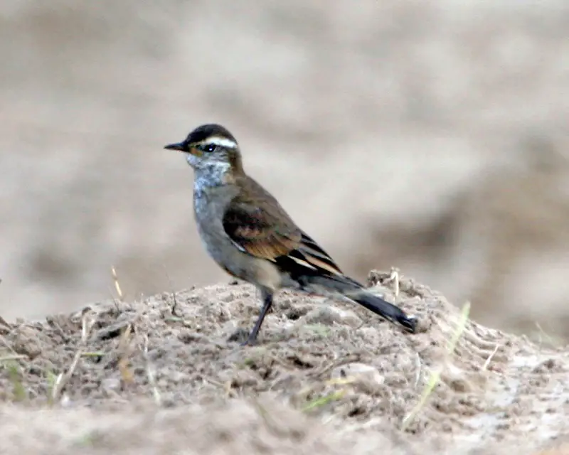 Buff-Winged Cinclodes