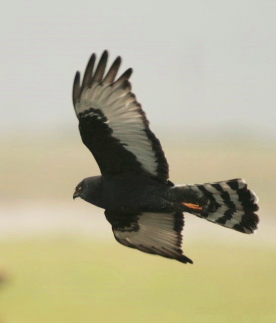 Black Harrier