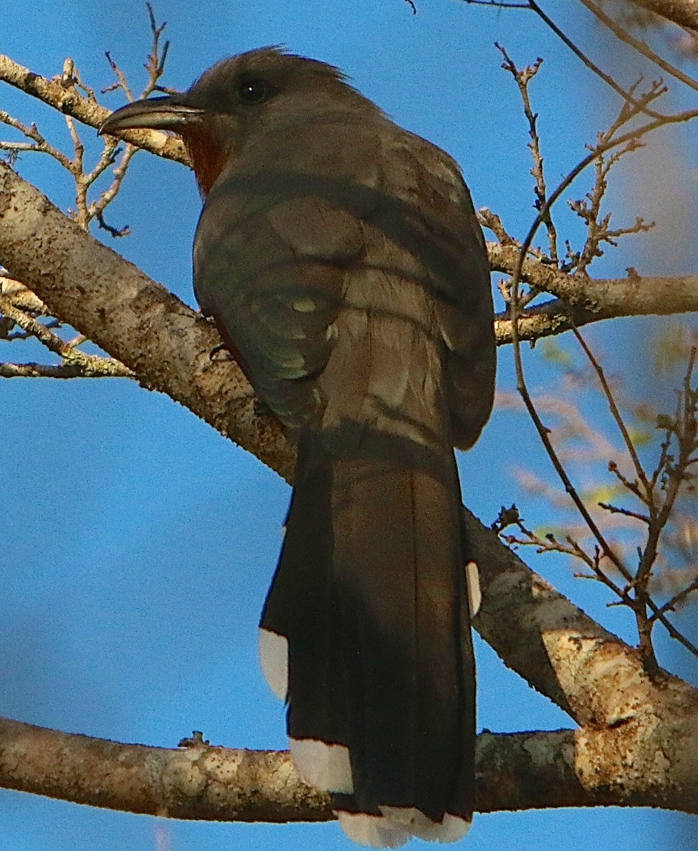 Bay-Breasted Cuckoo