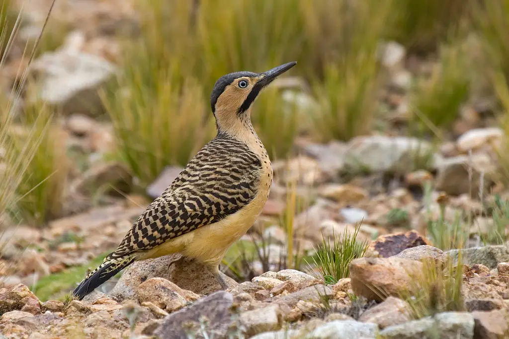 Andean Flicker