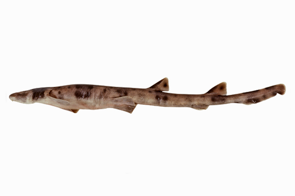 Collared Carpetshark