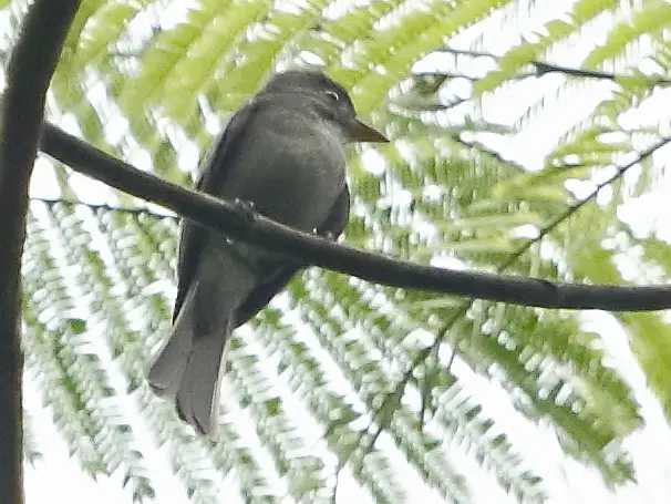 Blackish Pewee