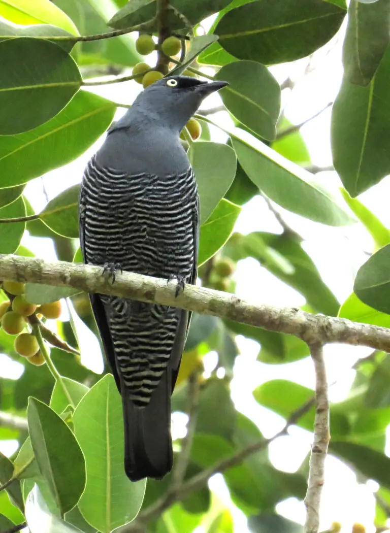 Barred Cuckooshrike