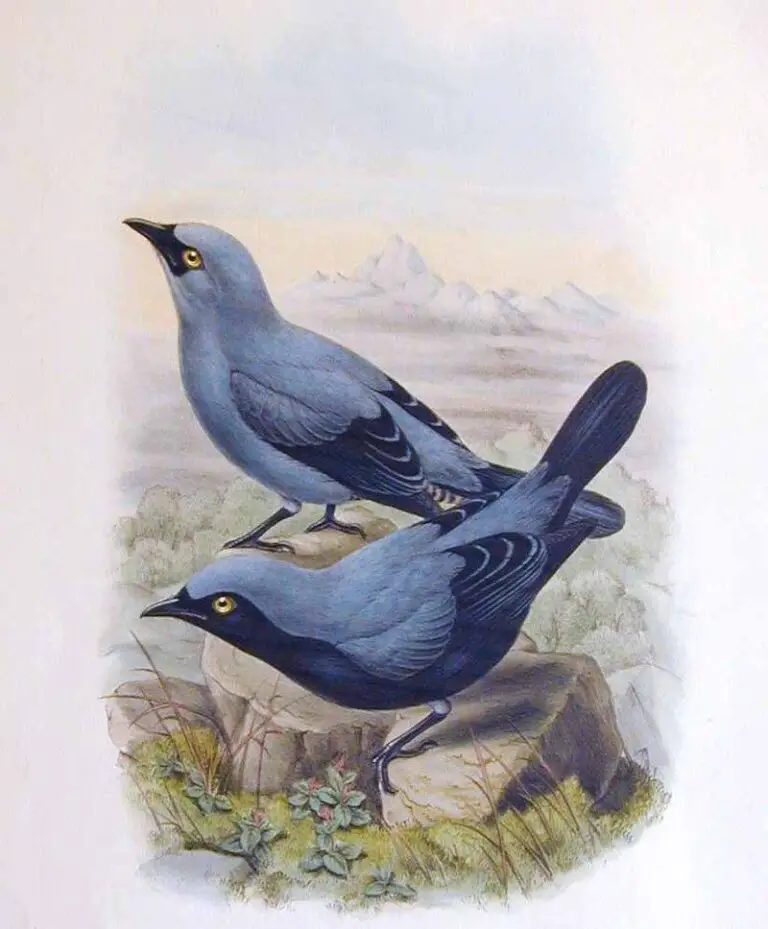 Black-Bellied Cuckooshrike