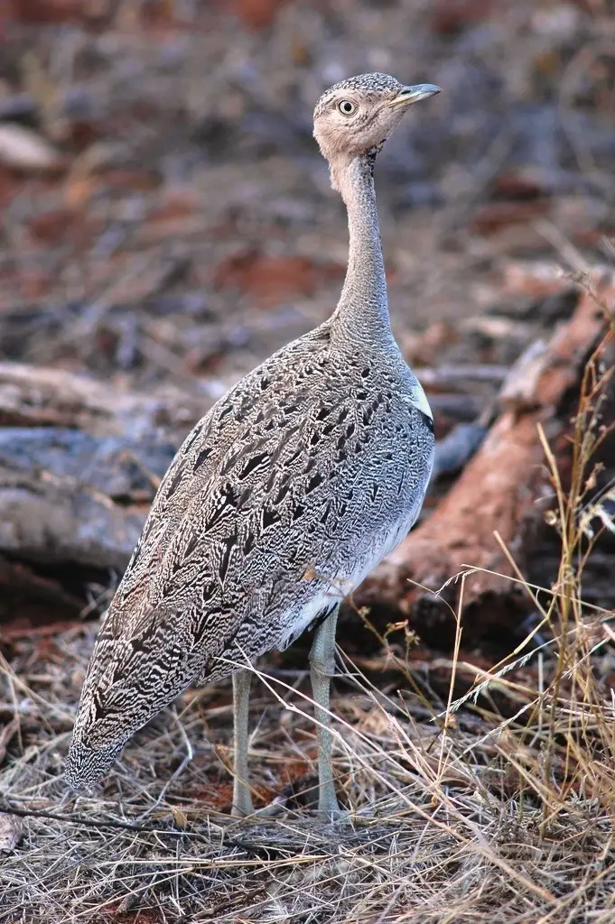 Buff-Crested Bustard