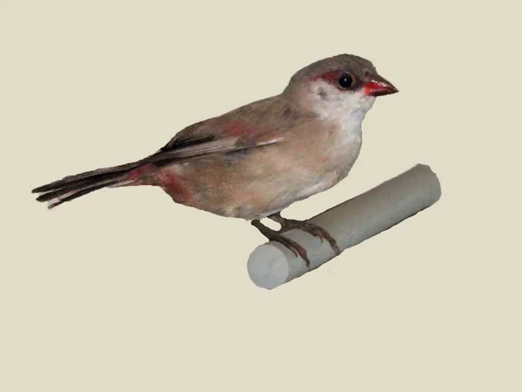 Black-Cheeked Waxbill