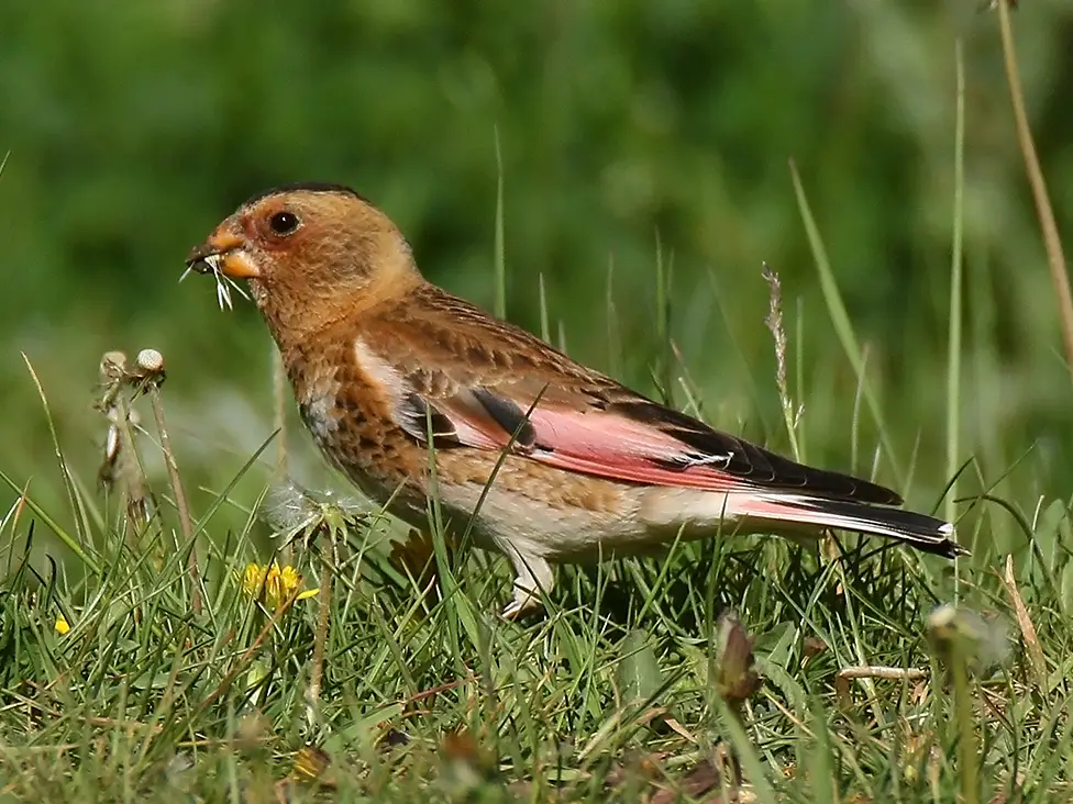 Asian Crimson-Winged Finch