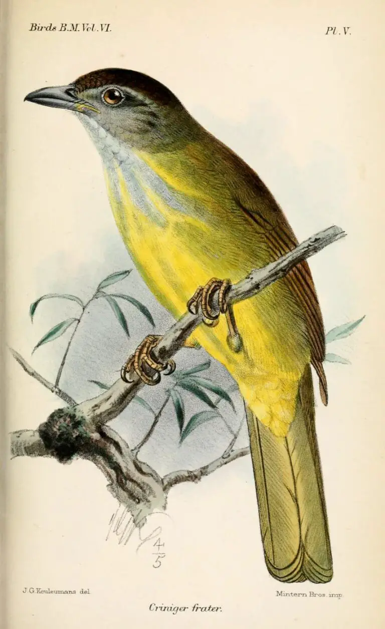 Brown-Cheeked Bulbul