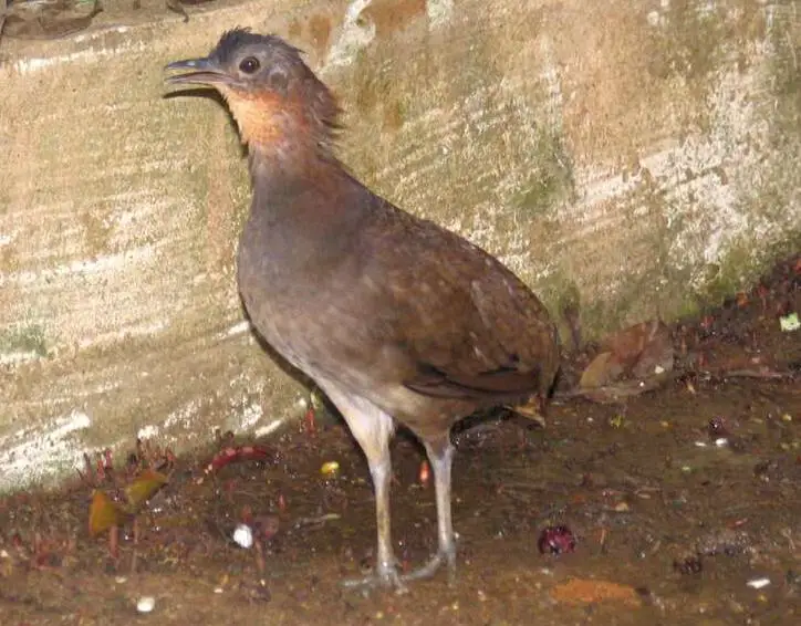 Brazilian Tinamou