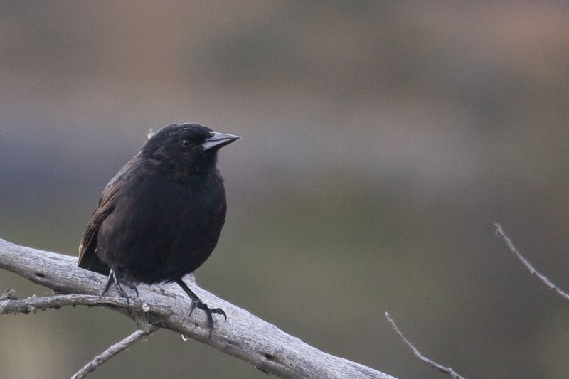 Austral Blackbird