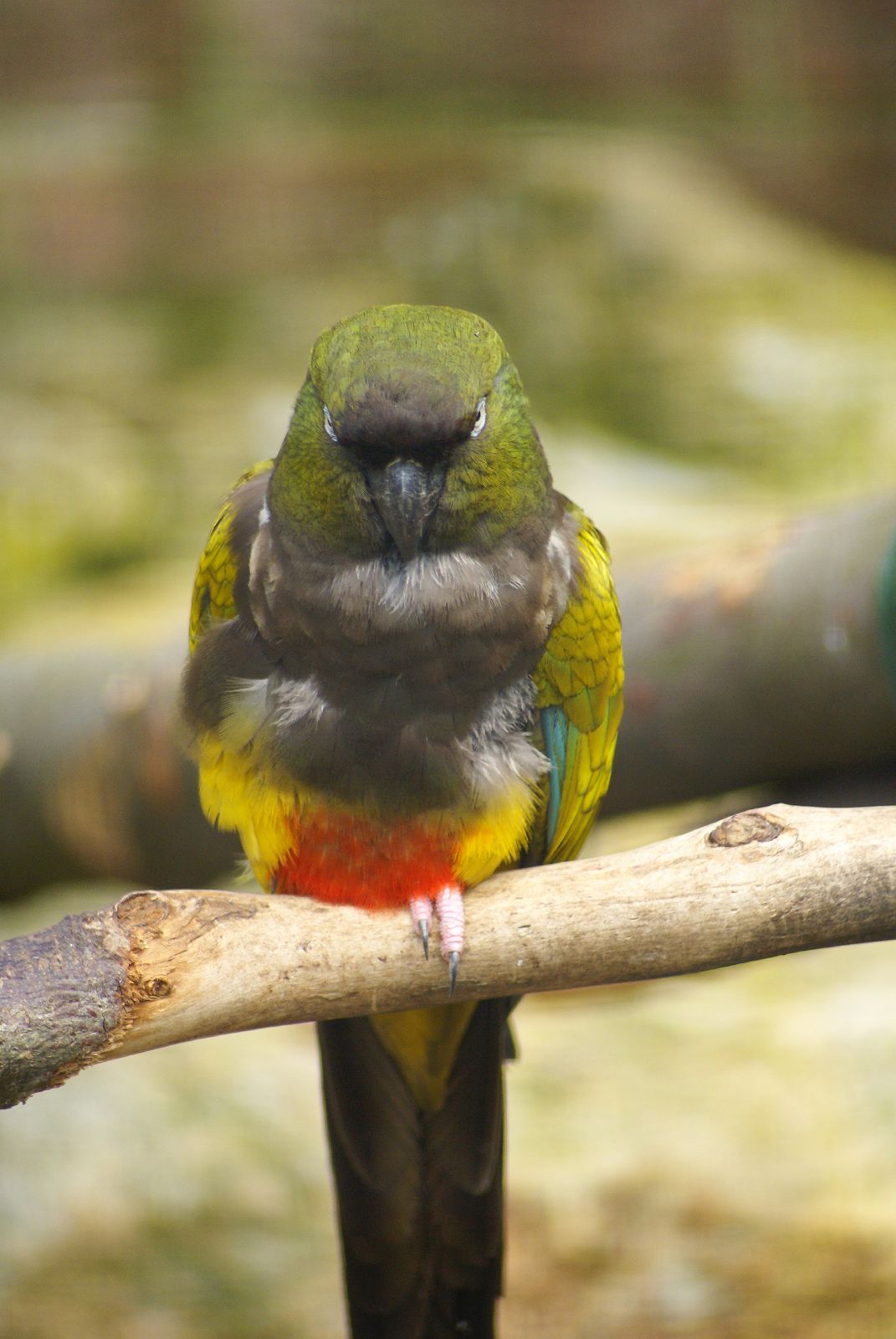 Burrowing Parrot