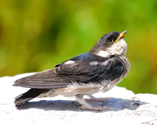 Asian House Martin