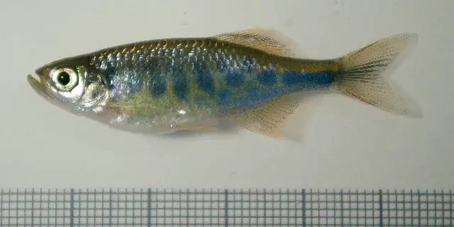 Barred Danio