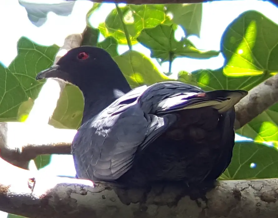 Black Imperial Pigeon