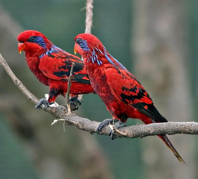 Blue-Streaked Lory