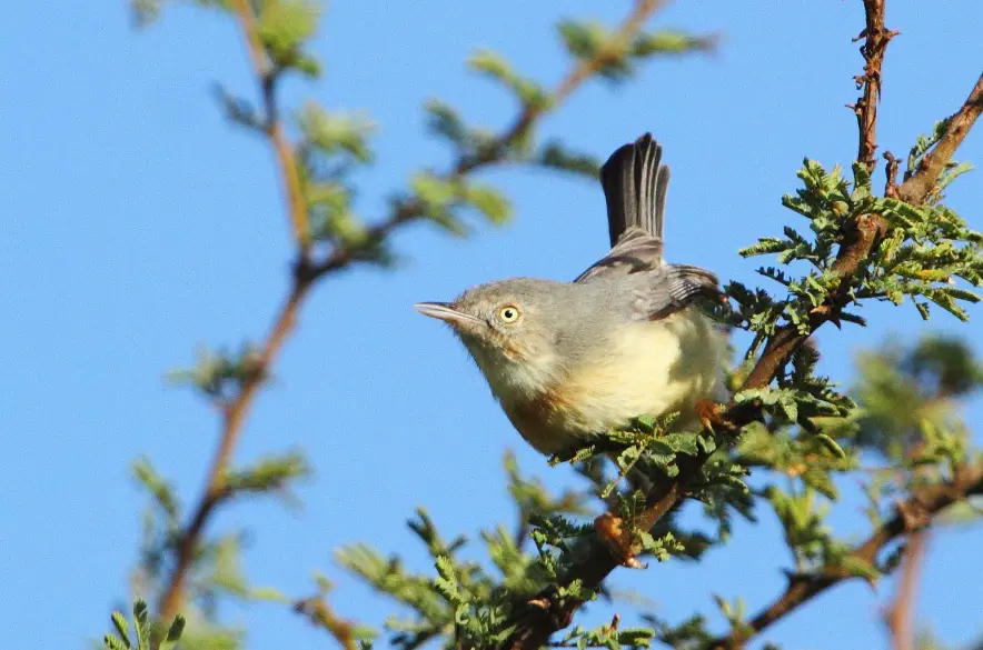 Burnt-Necked Eremomela